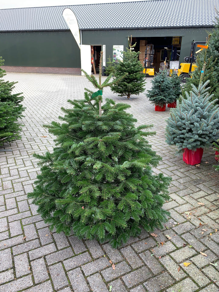 Kerstdecoratie De Smedt Kerstboom: Nordmann 1,0m tot 1,25m AA-kwaliteit