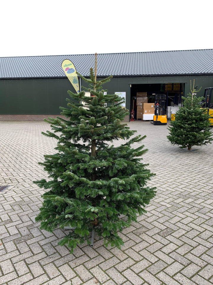 Kerstdecoratie De Smedt Kerstboom: Nordmann 1,0m tot 1,50m Standaard kwaliteit
