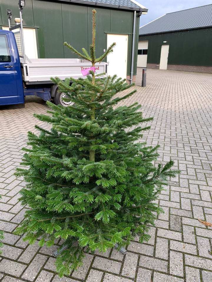 Kerstdecoratie De Smedt Kerstboom: Nordmann 1,25m tot 1,50m AA-kwaliteit