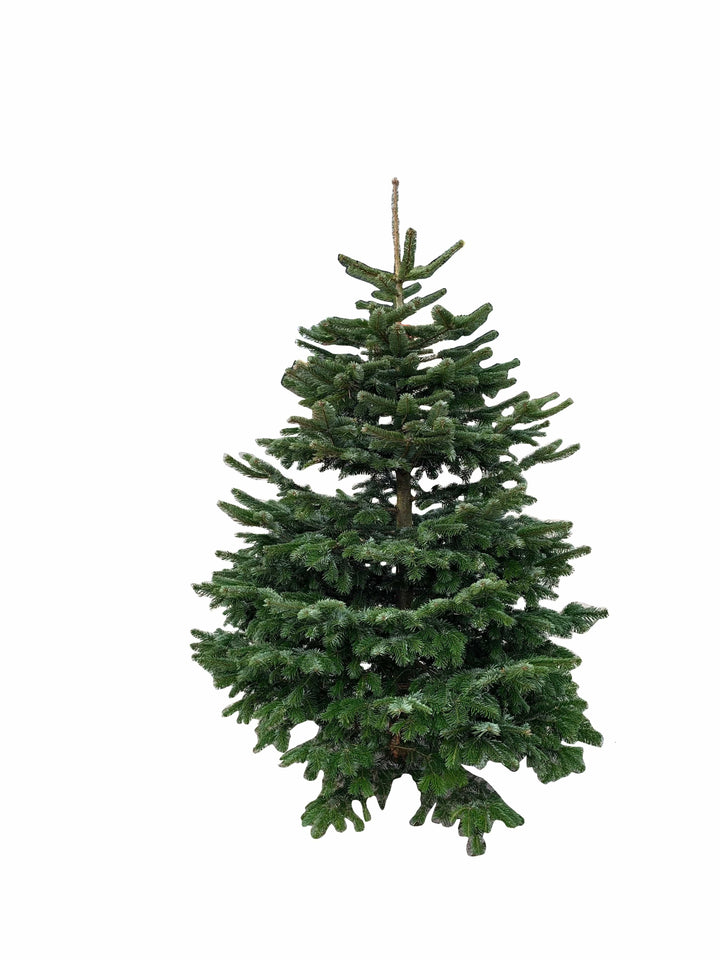 Kerstdecoratie De Smedt Kerstboom: Nordmann 1,50m tot 1,75m AA-kwaliteit