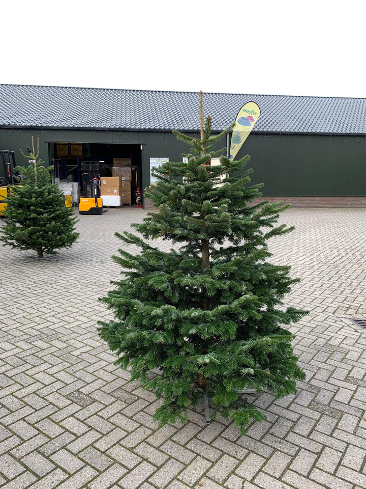 Kerstdecoratie De Smedt Kerstboom: Nordmann 1,50m tot 1,75m AA-kwaliteit