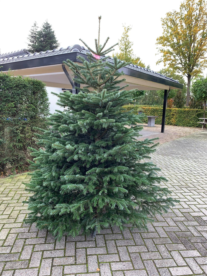 Kerstdecoratie De Smedt Kerstboom: Nordmann 1,75m tot 2,00m AA-kwaliteit