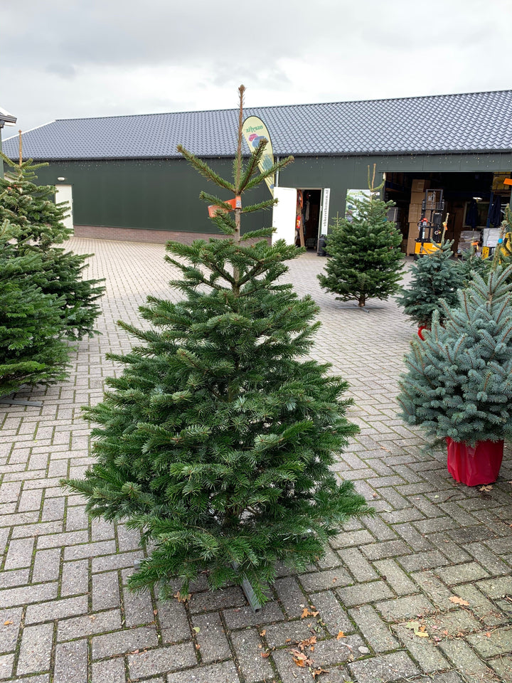 Kerstdecoratie De Smedt Kerstboom: Nordmann 1,75m tot 2,00m standaard-kwaliteit