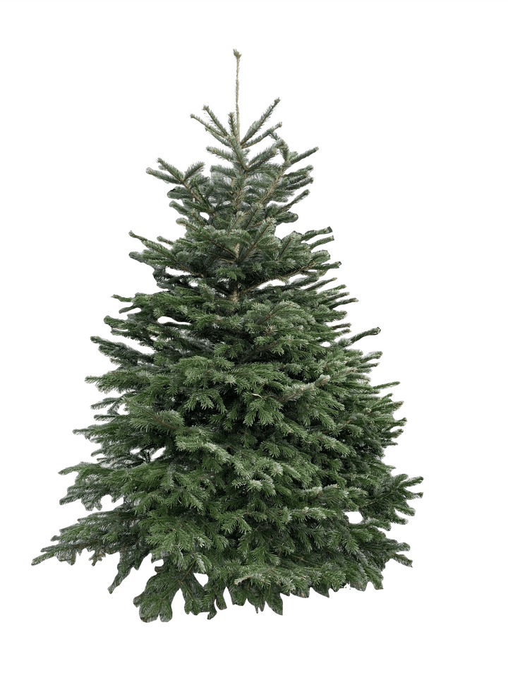 Kerstdecoratie De Smedt Kerstboom: Nordmann 2,00m tot 2,50m AA-kwaliteit