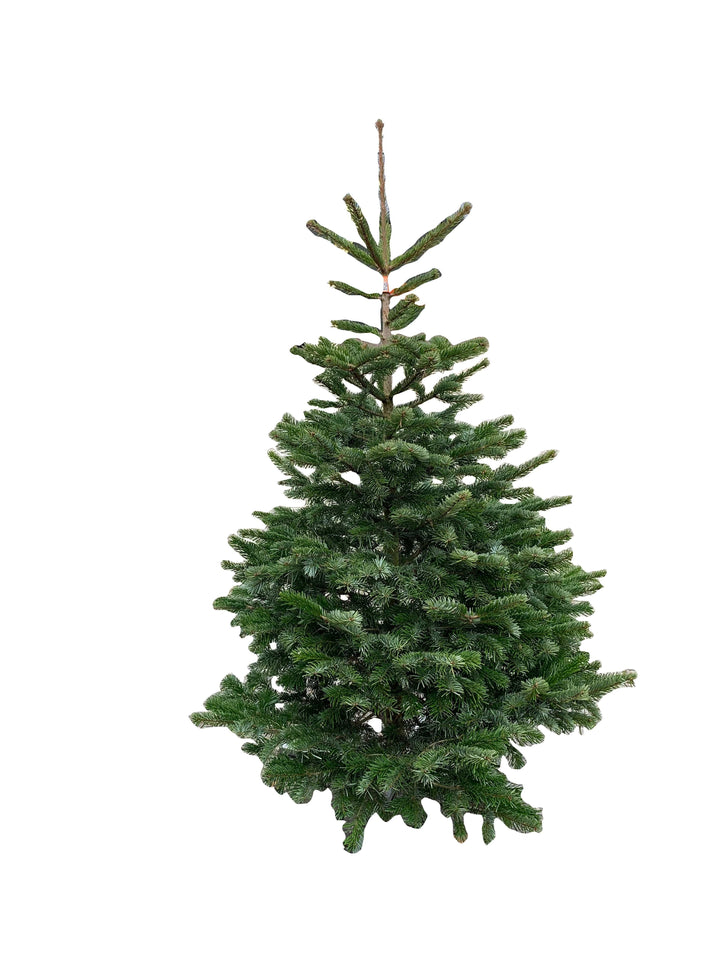Kerstdecoratie De Smedt Kerstboom: Nordmann 2,00m tot 2,50m standaard-kwaliteit
